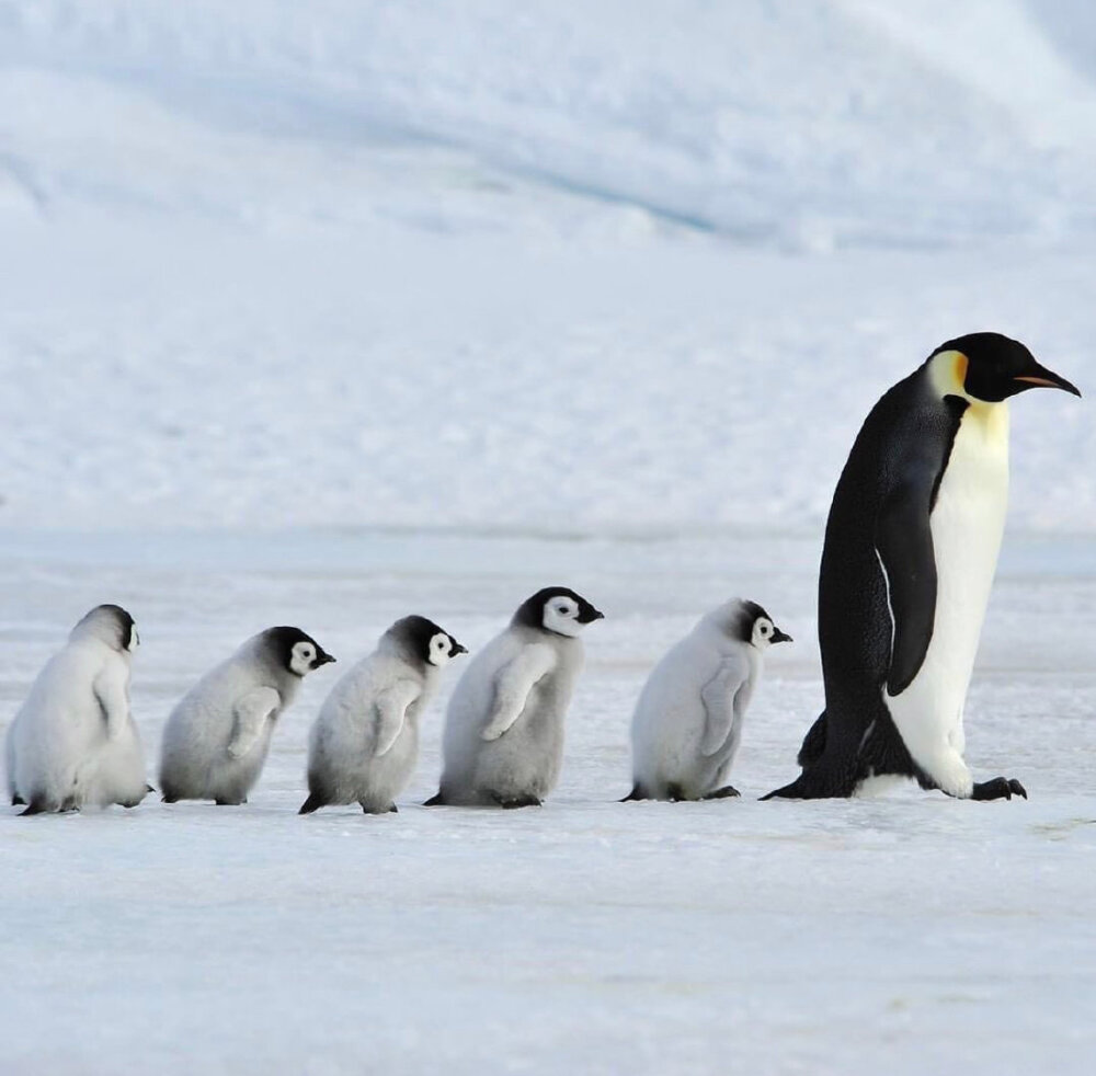企鹅社区_企鹅社区链接_企鹅社区关闭了吗