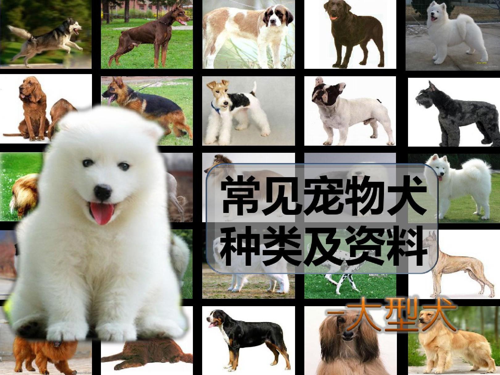 宠物狗狗品种大全_狗狗宠物大全品种排名_狗狗宠物大全品种图片