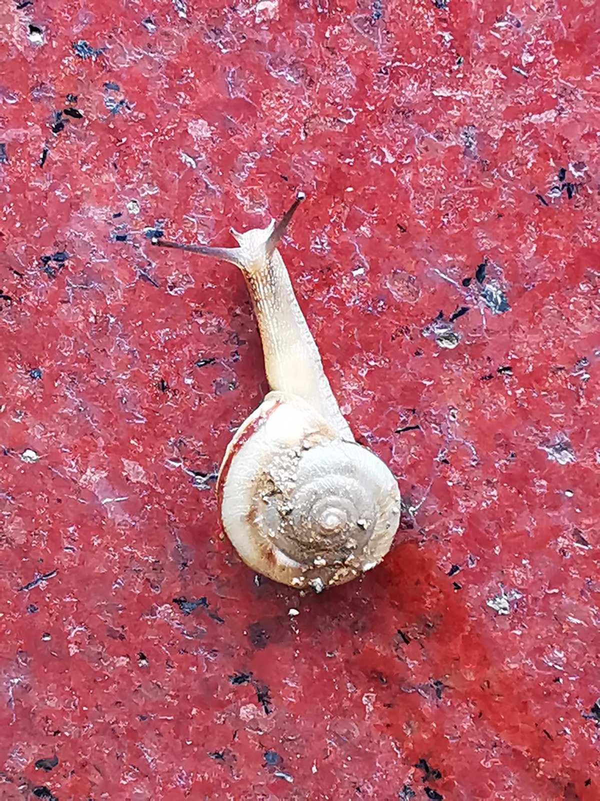 如果蜗牛有爱情_极速蜗牛_itsskin蜗牛