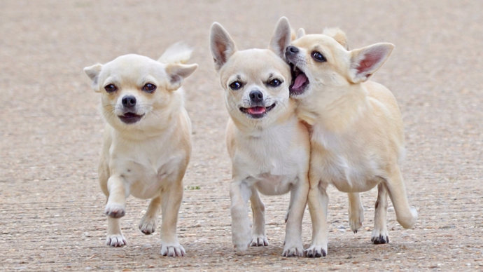 宠物狗价格_宠物狗价格排行_宠物狗价格500元以内