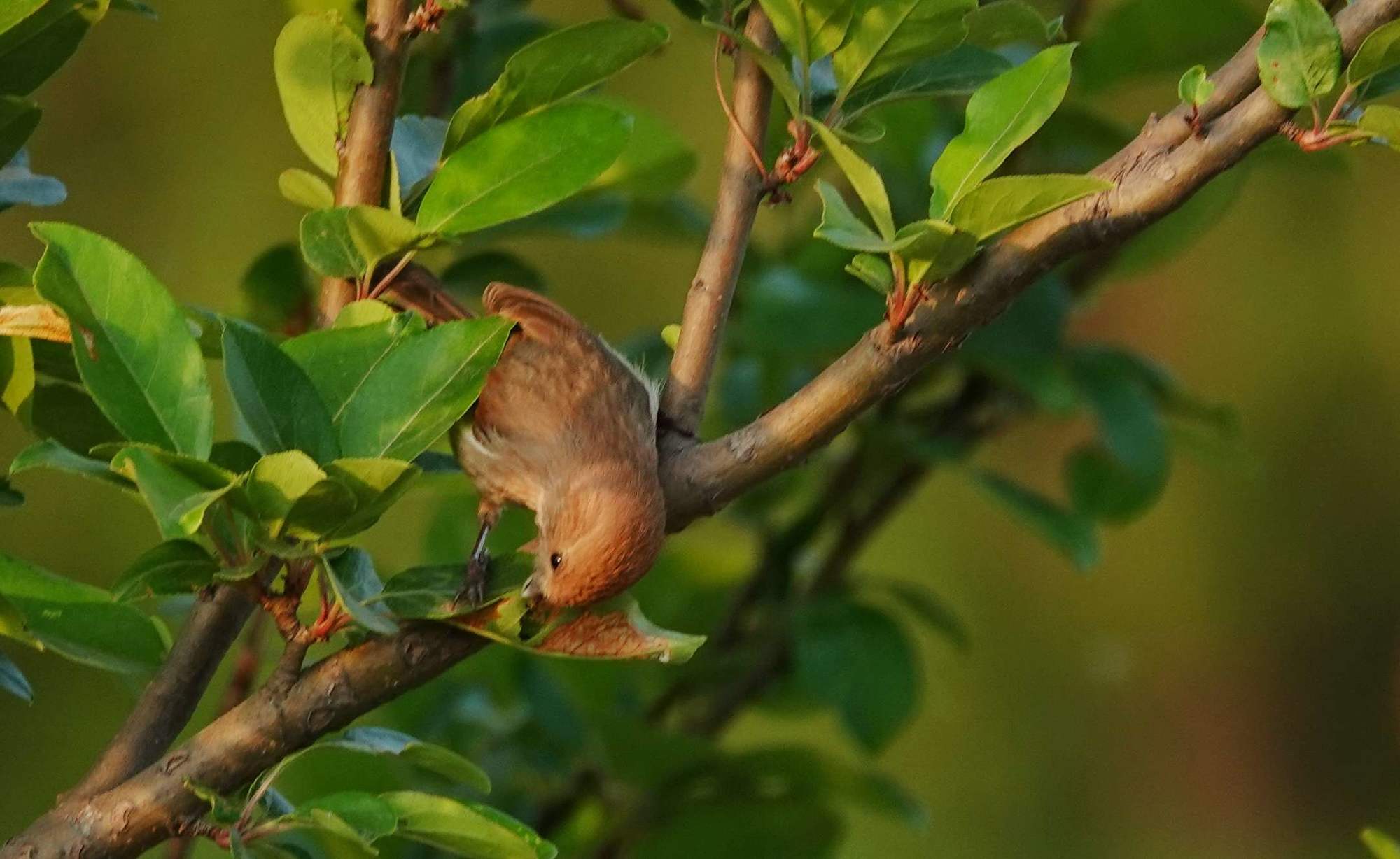 歌词birds_歌词适配_a birds song歌词