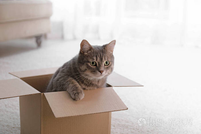 搞笑猫咪图片表情包_猫咪搞笑图_搞笑猫咪图片配文字版