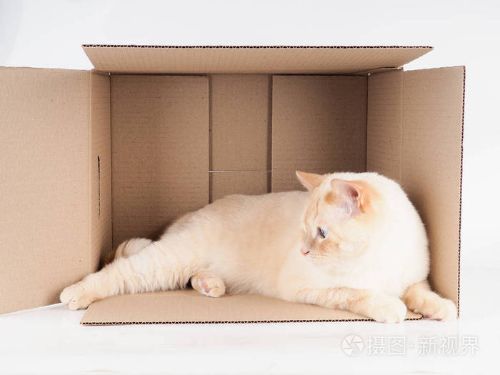 猫咪搞笑图_搞笑猫咪图片表情包_搞笑猫咪图片配文字版