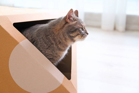 搞笑猫咪图片配文字版_猫咪搞笑图_搞笑猫咪图片表情包