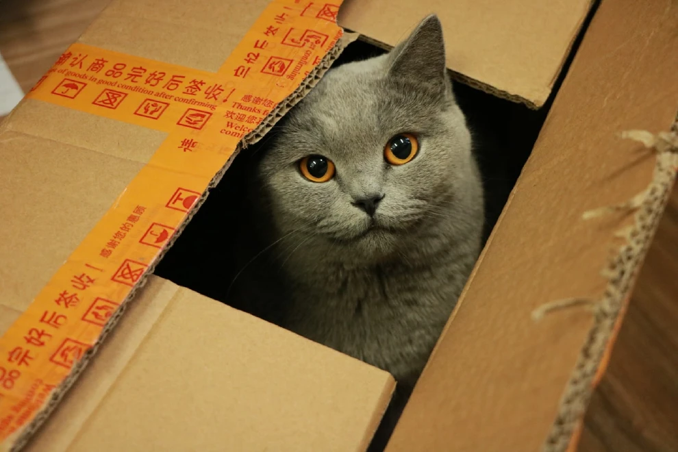 猫咪搞笑图_搞笑猫咪图片表情包_搞笑猫咪图片配文字版