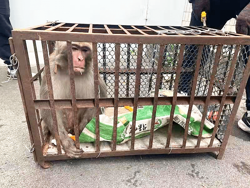 皮靴踩人到吐血_仓鼠被踩吐血_仓鼠吐血