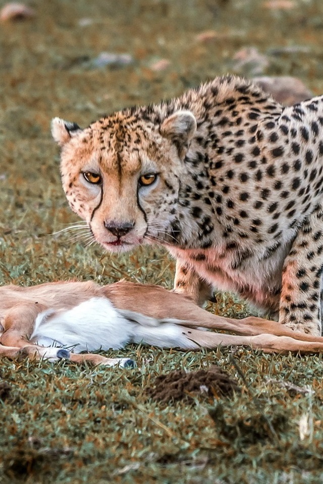 三d狩猎游戏_狩猎游戏吧_求生狩猎游戏