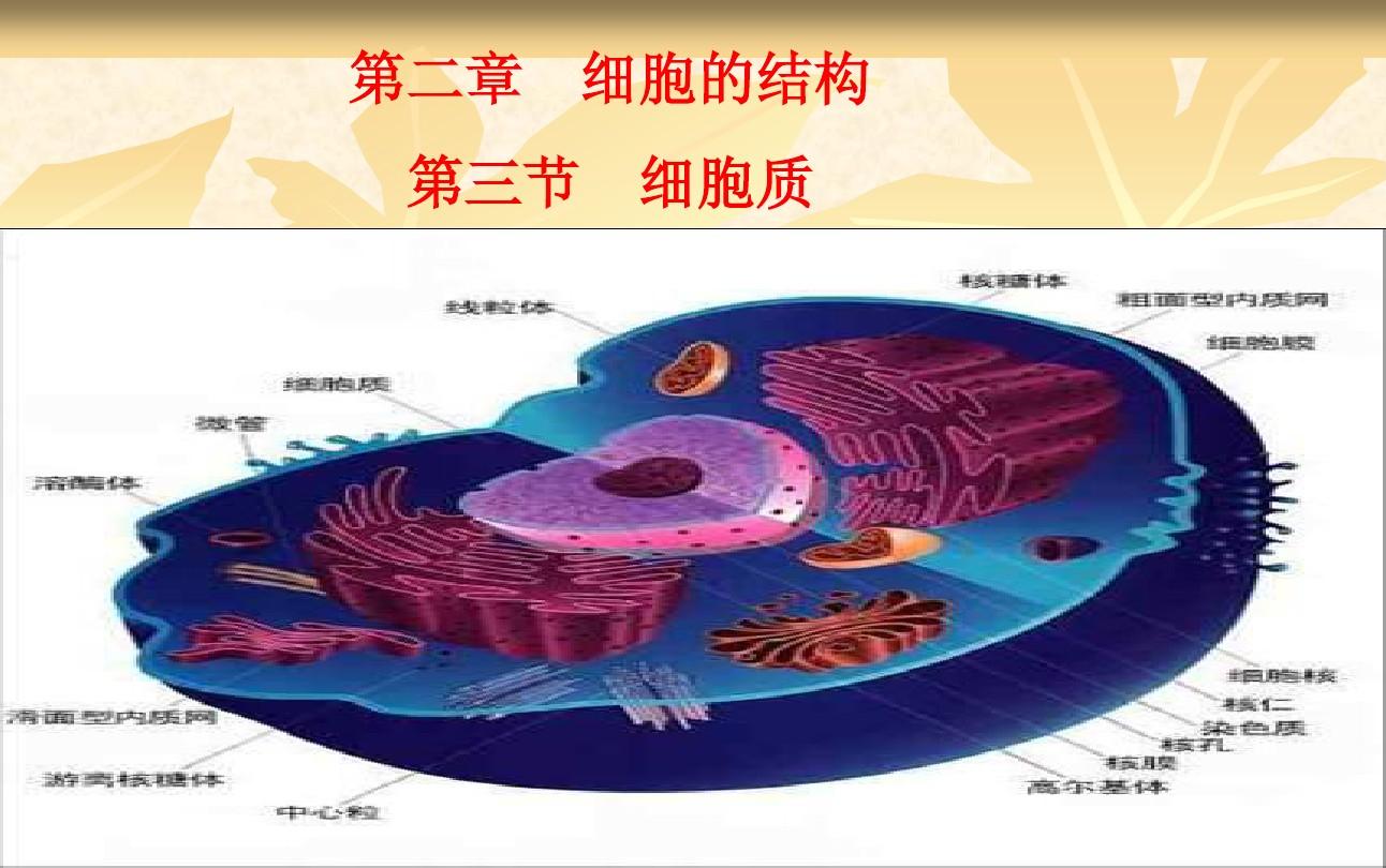 细胞BIC_biu-细胞