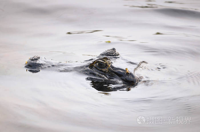 鳄鱼洗澡_鳄鱼洗澡游戏叫什么_鳄鱼洗澡的小游戏