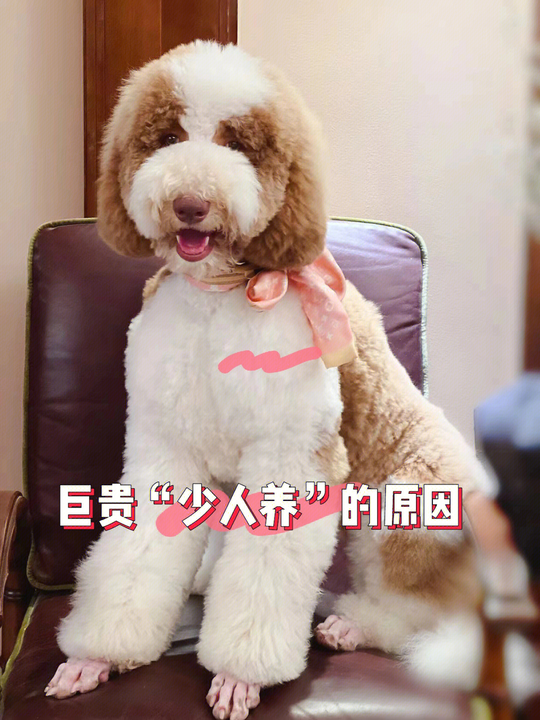犬贵宾图片价格表大全_贵宾犬价格及图片_贵宾狗图片大全价格