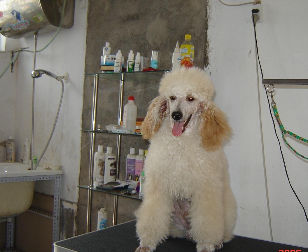 贵宾狗图片大全价格_贵宾犬价格及图片_犬贵宾图片价格表大全