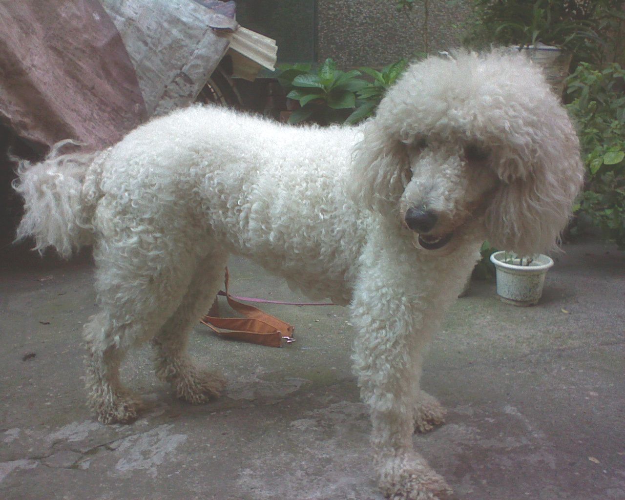 贵宾犬价格及图片_贵宾狗图片大全价格_犬贵宾图片价格表大全