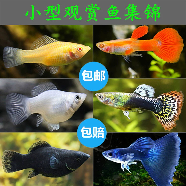 观赏鱼的种类图片_观赏鱼照片大全_观赏鱼品种介绍及图片