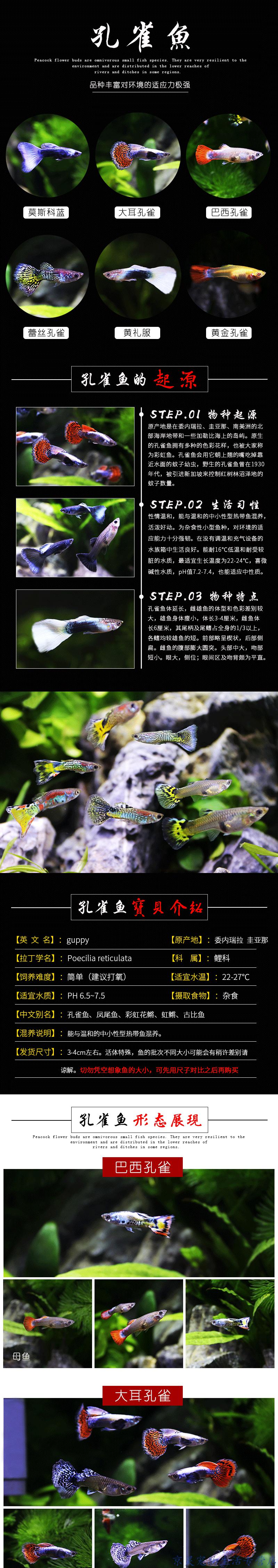 观赏鱼品种介绍及图片_观赏鱼的种类图片_观赏鱼照片大全