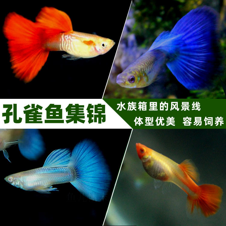 观赏鱼的种类图片_观赏鱼照片大全_观赏鱼品种介绍及图片