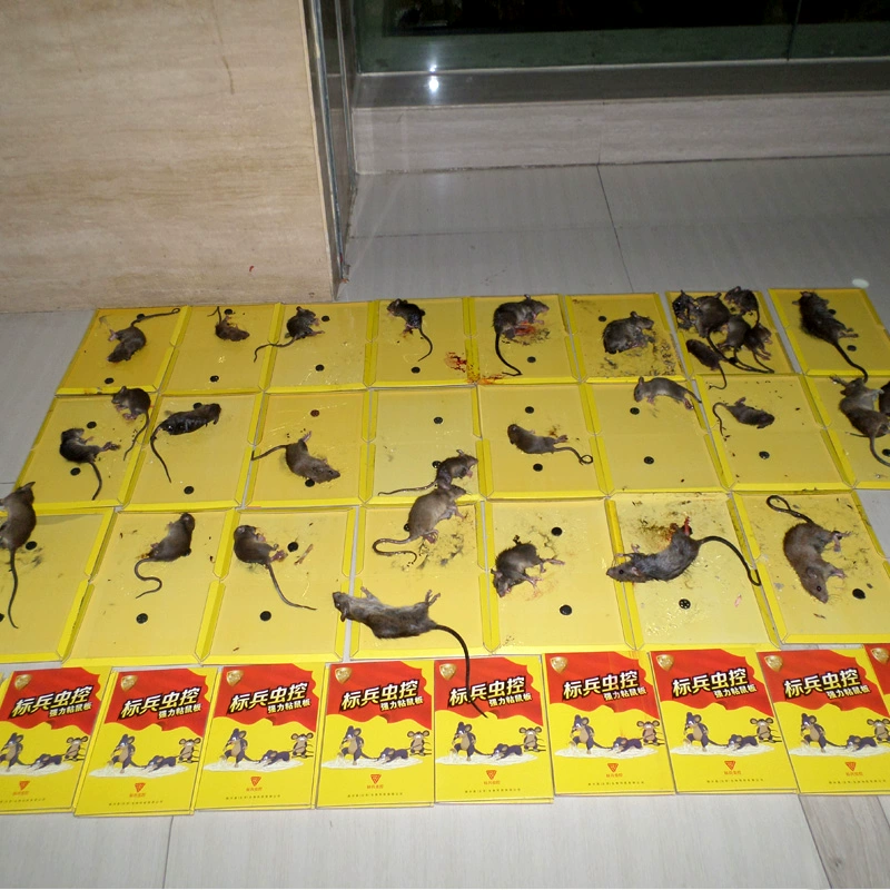 灭鼠记_我爱我家灭鼠记剧本_灭鼠记观后感