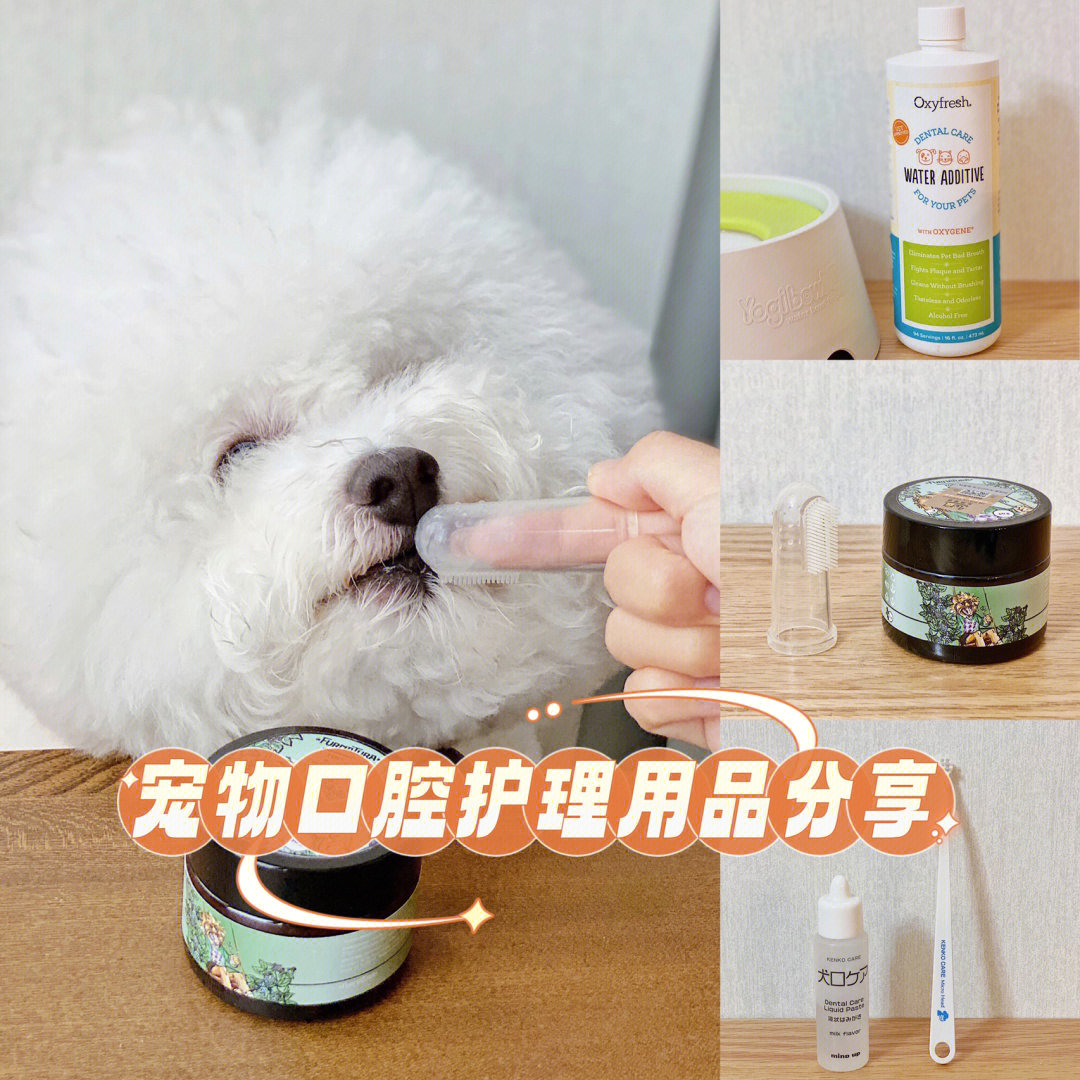 北京宠物美容店_美容宠物店北京哪家好_北京宠物美容师