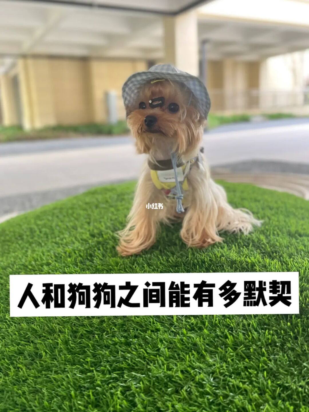 宠物结婚证图片大全_qq宠物 结婚_宠物结婚登记师
