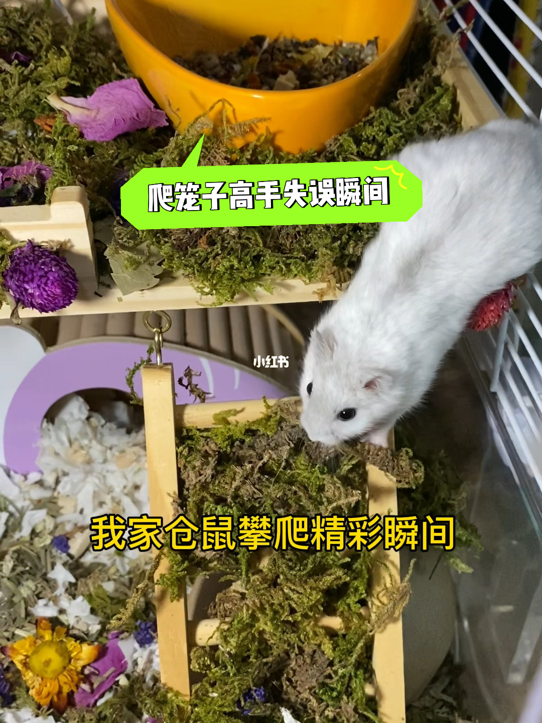 仓鼠乐园：勇闯冒险之旅