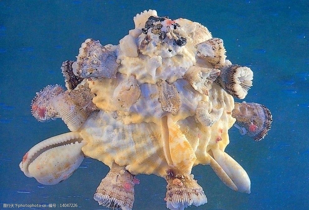 贝壳游戏官网_贝壳游戏_贝壳游戏教案