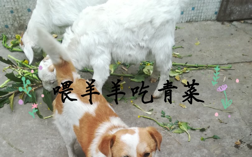 羊菜名大全_菜羊_羊菜狼咋过河