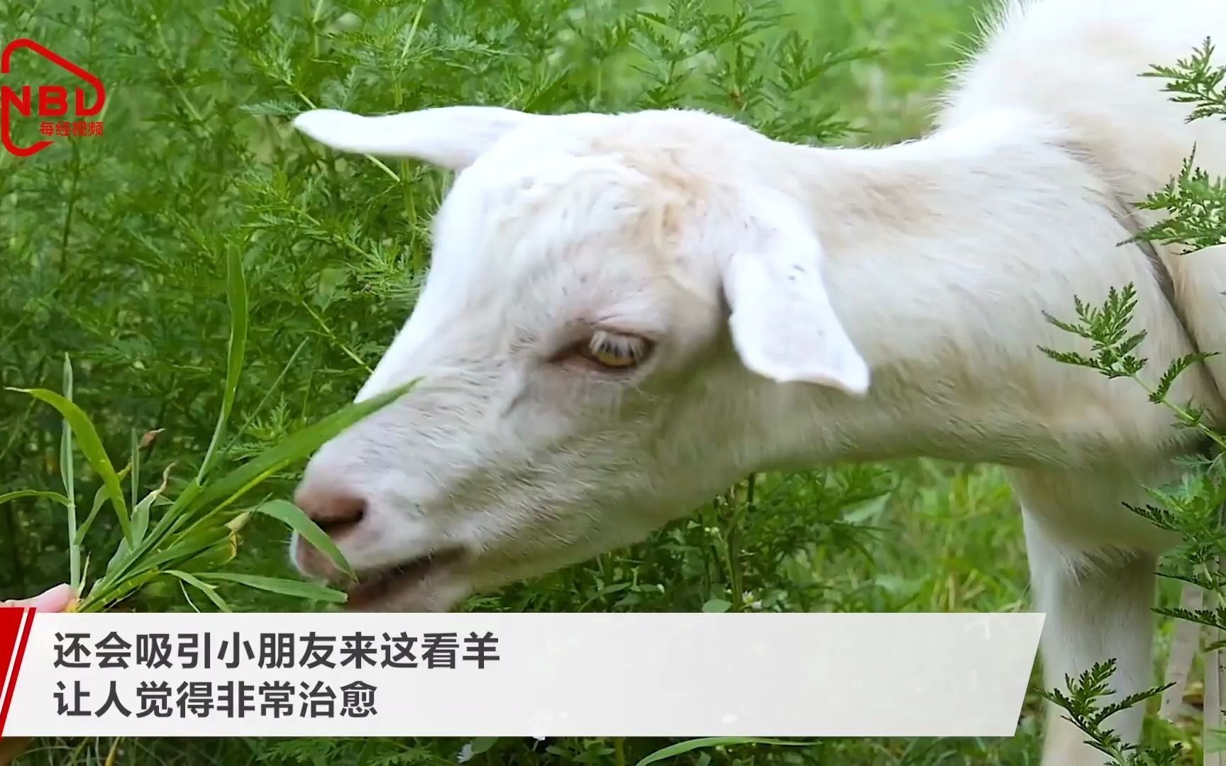 羊菜名大全_羊菜狼咋过河_菜羊