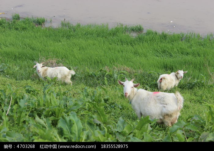 羊菜名大全_羊菜狼咋过河_菜羊