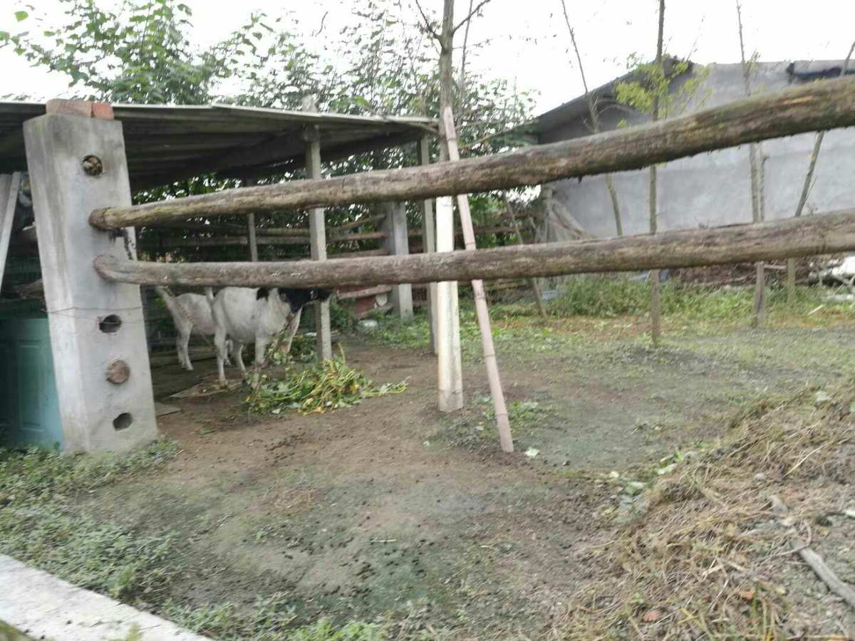 菜羊_羊菜狼咋过河_羊菜名大全