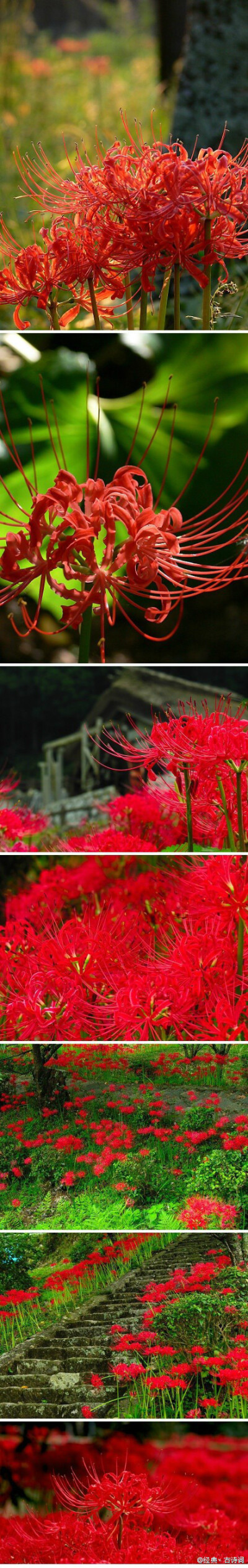 彼岸花盛开之夜游戏_彼岸花开开彼岸全唐诗_彼岸花开彼岸花