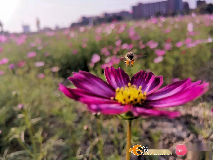 蜂巢迷宫是哪一期_最强大脑蜂巢迷宫_蜂巢迷宫游戏