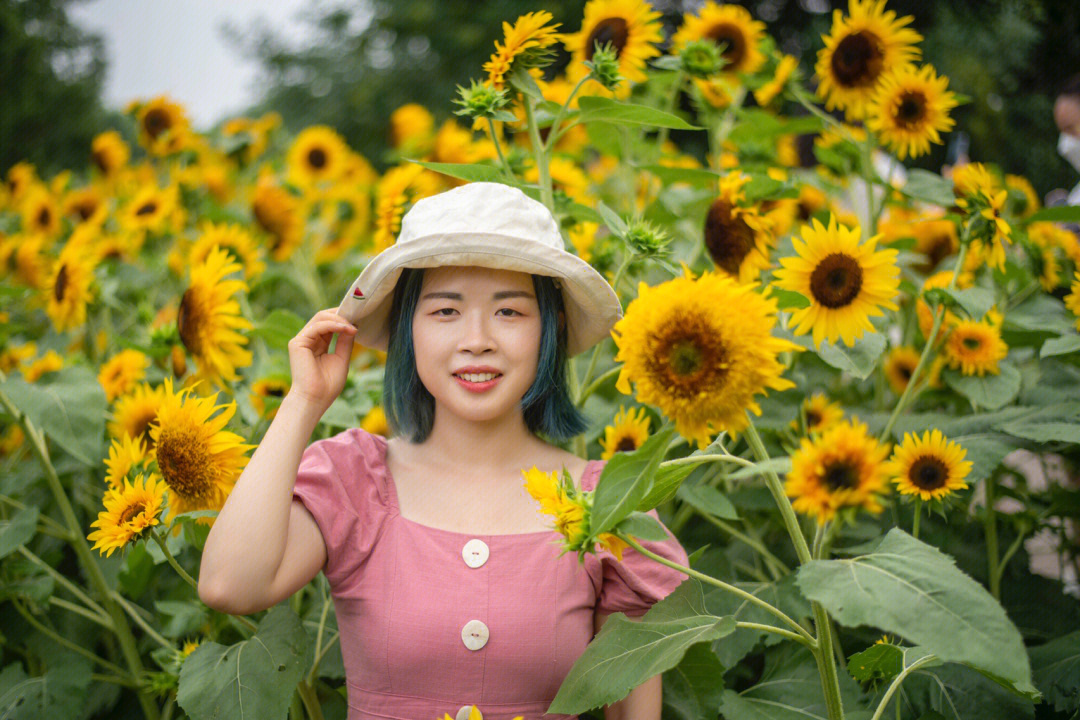 向日花怪性格_向日花怪怎么样_向日花怪