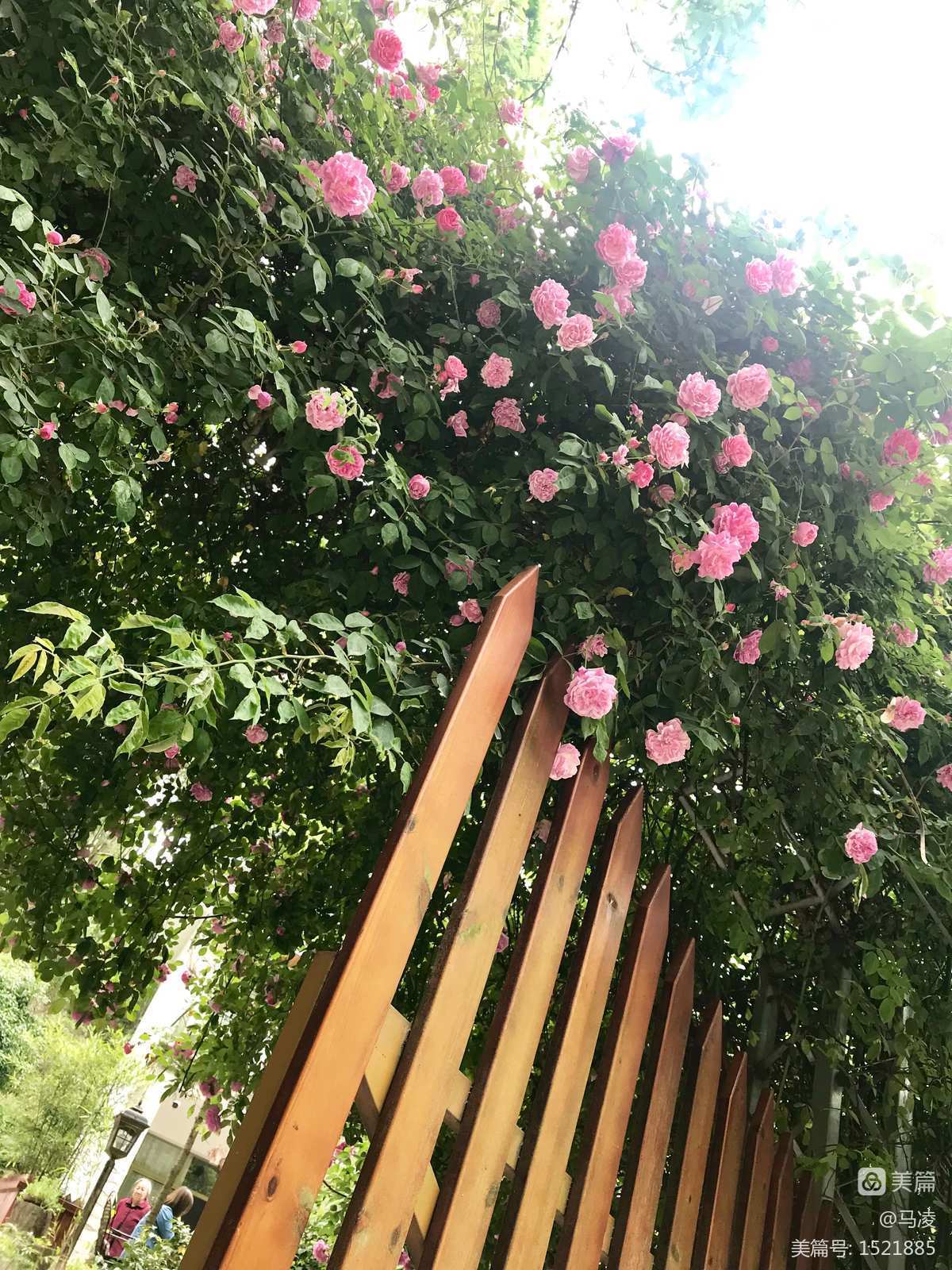 绿门