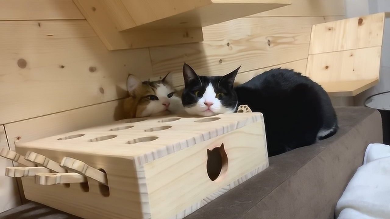 猫咪大陆最强阵容_猫咪大陆攻略_猫咪大陆