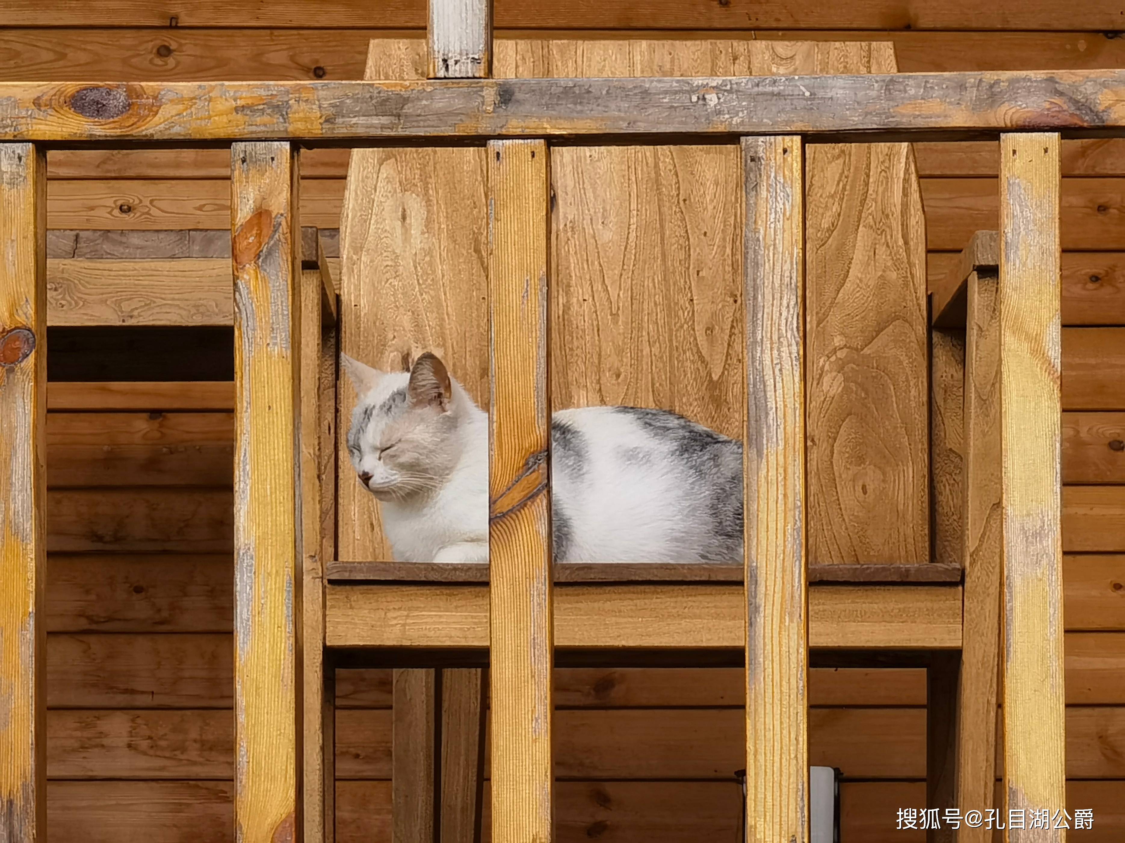 猫咪大陆攻略_猫咪大陆_猫咪大陆最强阵容