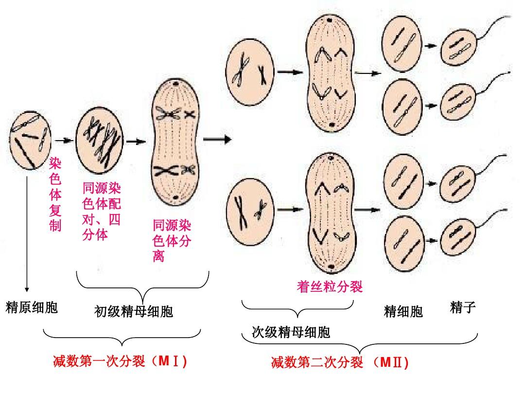 细胞分裂2_时间分裂时间分裂_细胞免疫应答细胞
