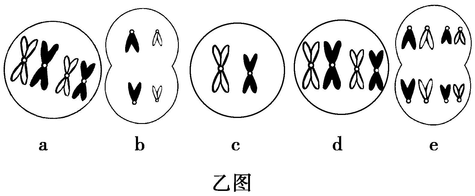 时间分裂时间分裂_细胞免疫应答细胞_细胞分裂2