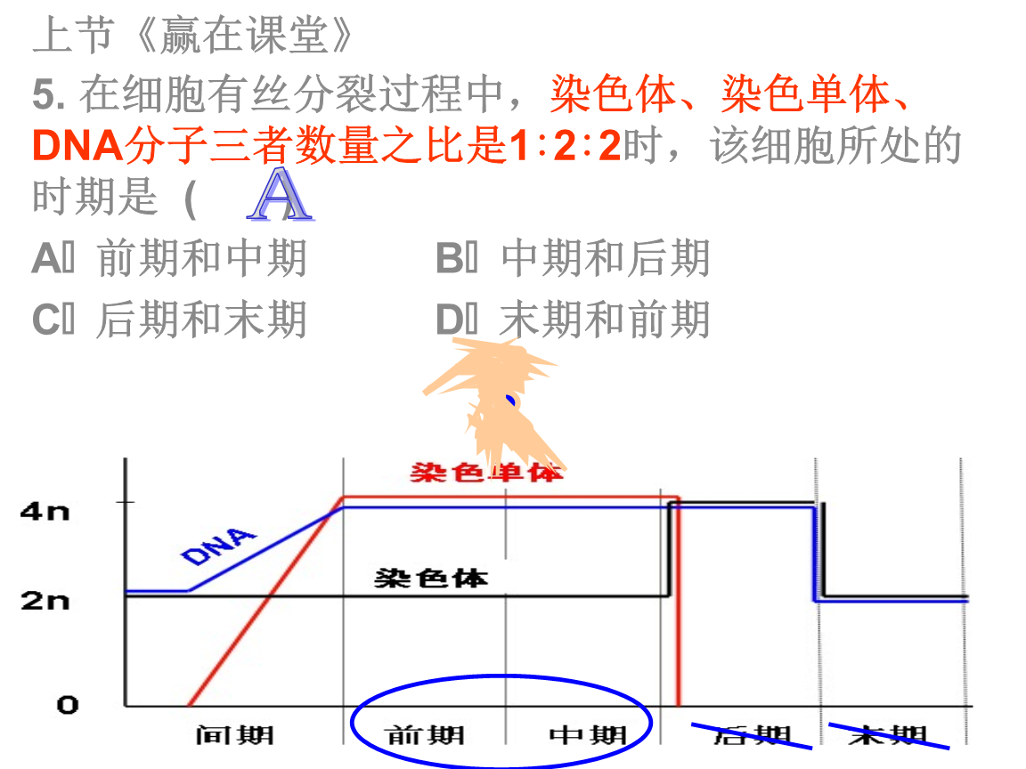 细胞免疫应答细胞_时间分裂时间分裂_细胞分裂2