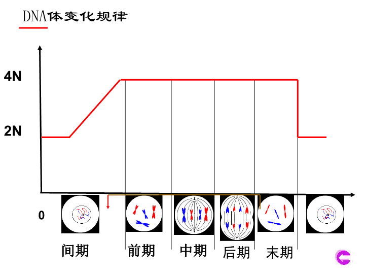 细胞分裂2_时间分裂时间分裂_细胞免疫应答细胞