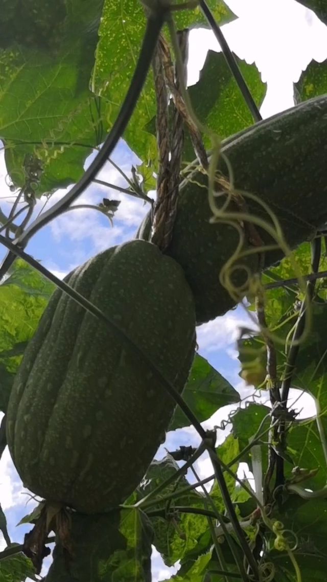 丝瓜看污_添加橙橙酱看污视频qq_女生看后会湿的污文章