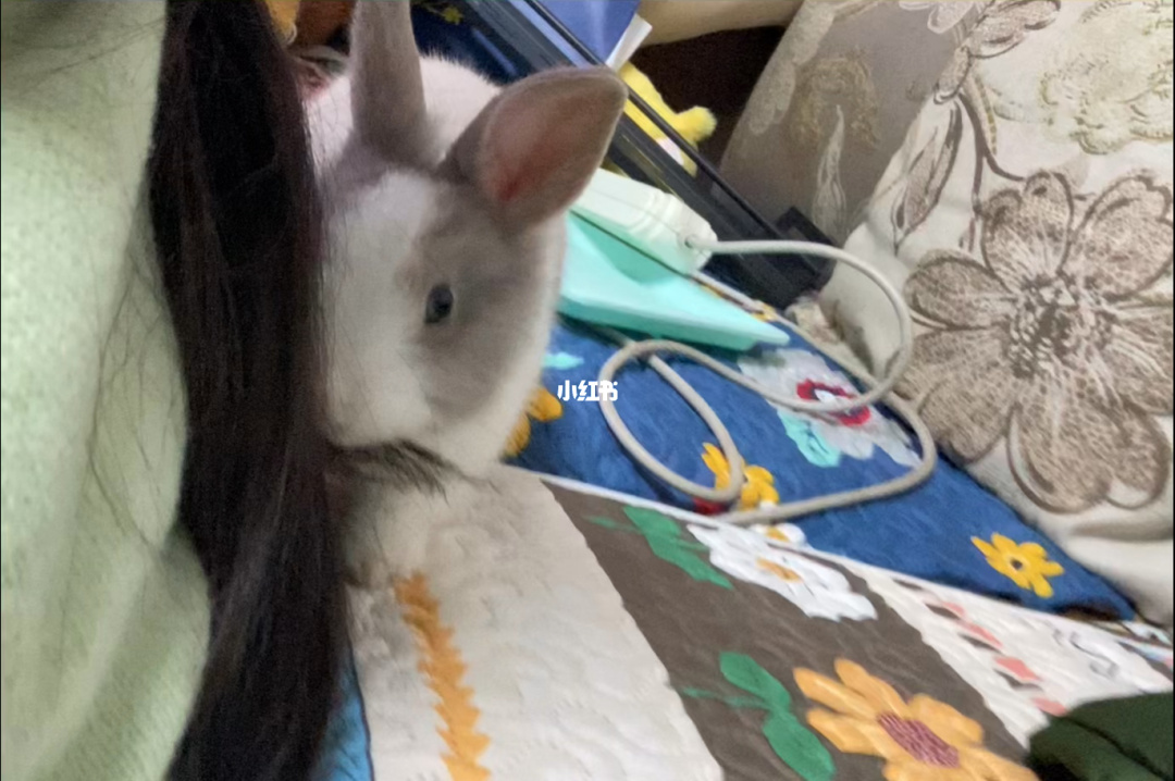 兔兔猜拳安卓下载_兔兔猜拳_兔兔猜拳冷狐破解汉化
