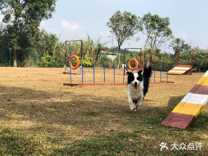 庄园动物攻略表_宠物庄园_庄园宠物医院