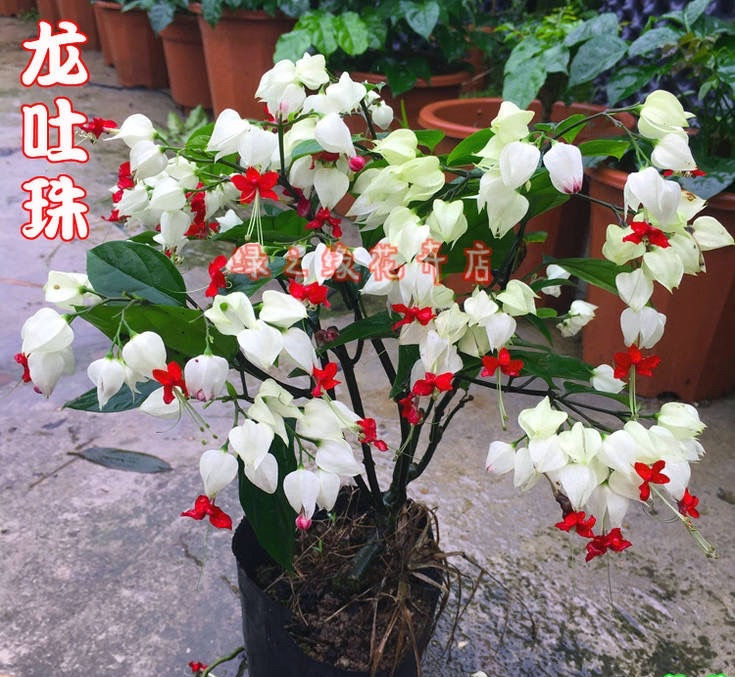 梦幻诛仙凝魂珠_dnf任务物品凝气珠_龙骨花凝珠