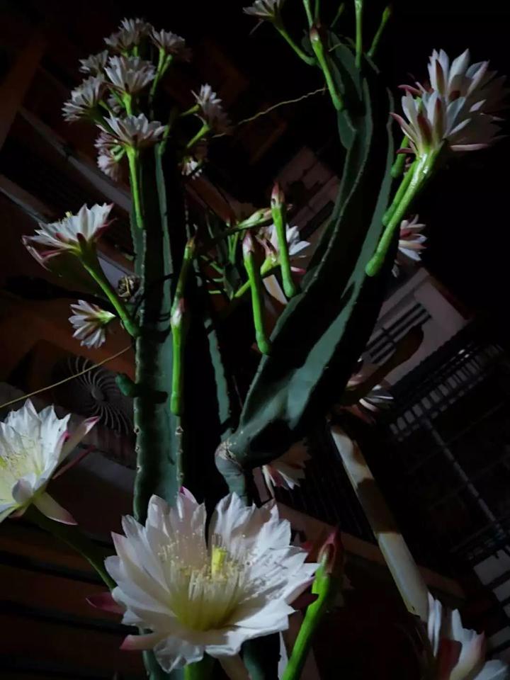 龙骨花凝珠_梦幻诛仙凝魂珠_dnf任务物品凝气珠