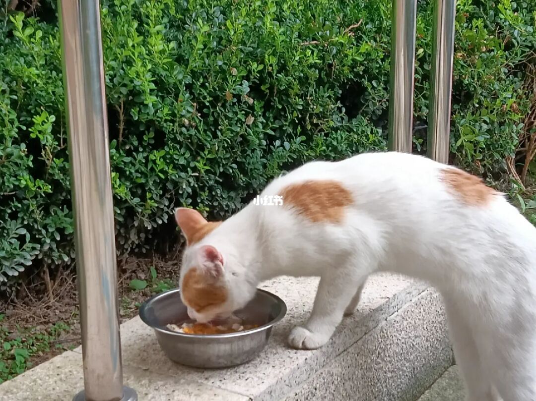 我的世界怎么驯服猫_猫驯服历史_猫驯服人类