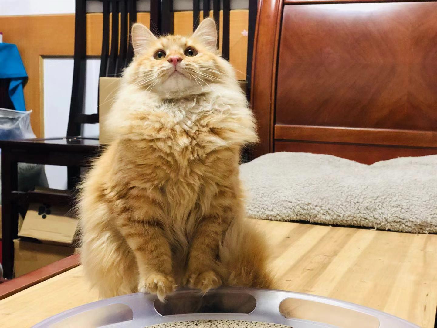 猫驯服历史_猫驯服人类_我的世界怎么驯服猫