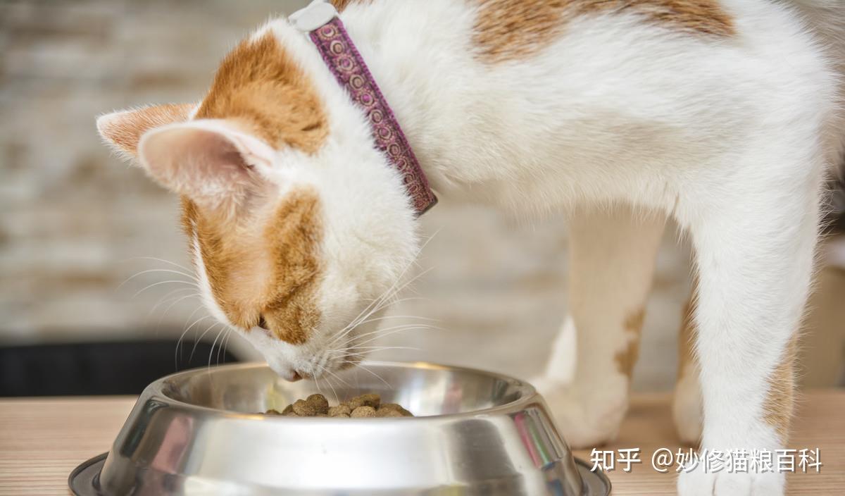 猫驯服历史_我的世界怎么驯服猫_猫驯服人类