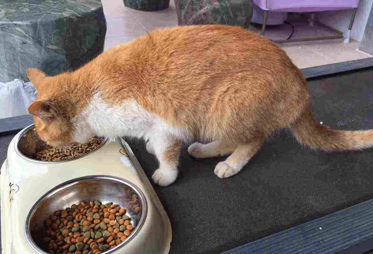猫驯服人类_猫驯服历史_我的世界怎么驯服猫
