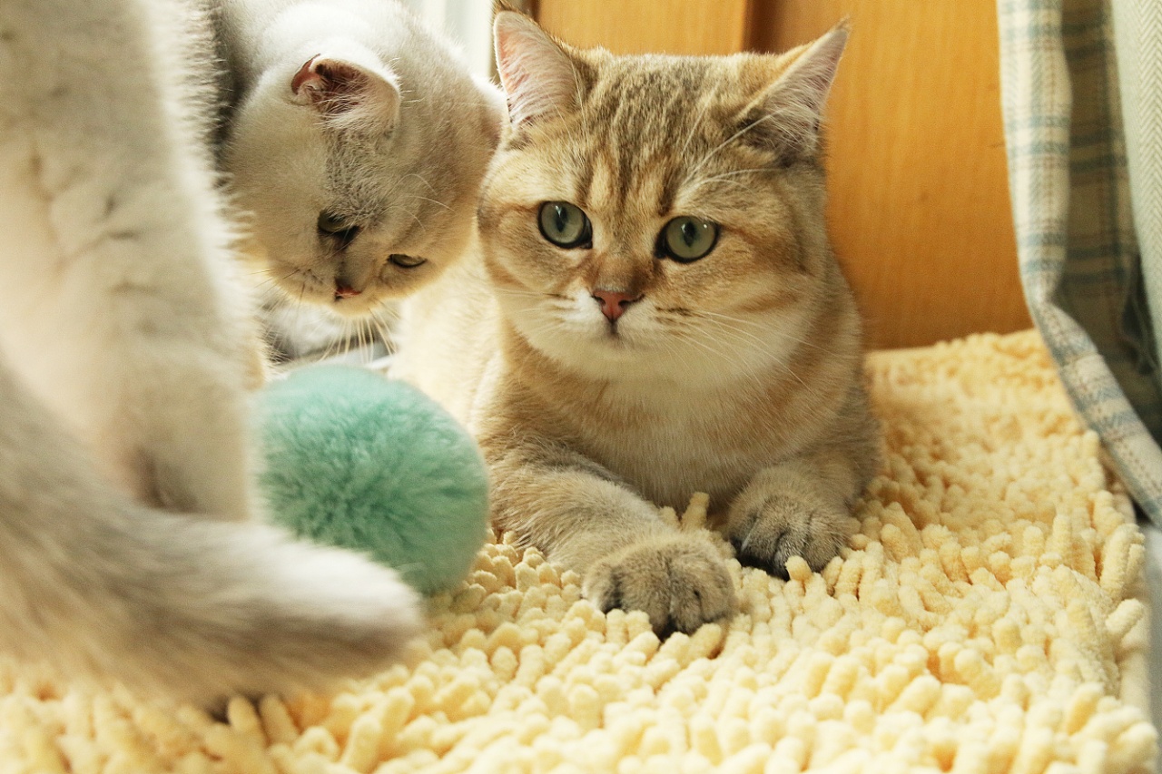 宠物动物荷兰猪是什么动物_宠物荷兰猪是什么动物_宠物动物荷兰猪是什么品种