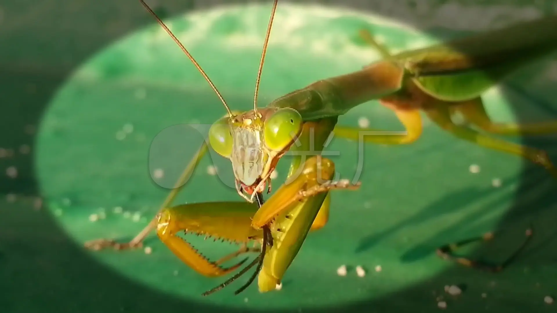 螳螂视频app_视频螳螂女吃男人_视频螳螂和其他昆虫打架