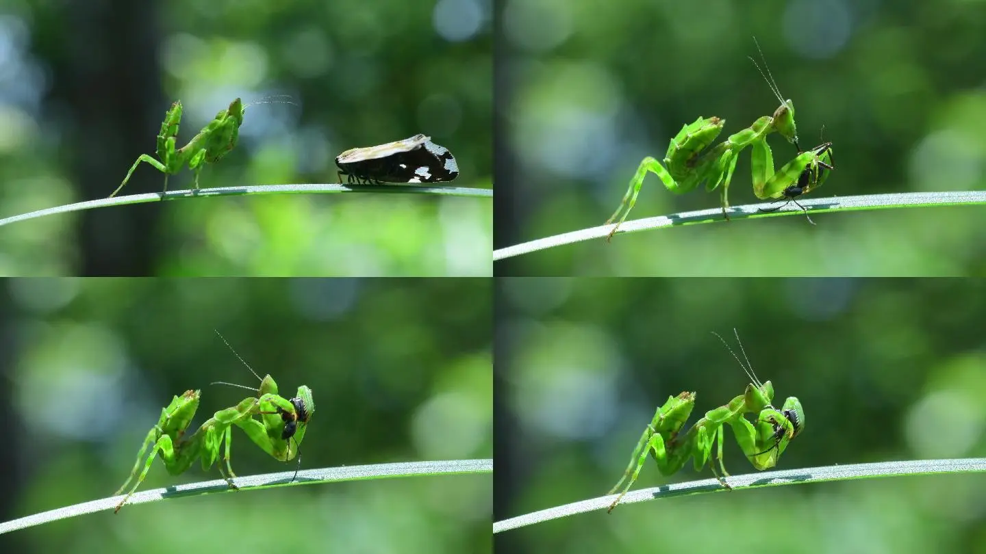 螳螂视频app_视频螳螂和其他昆虫打架_视频螳螂女吃男人